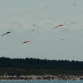 Latawce nad Bałtykiem