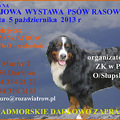 Darłowo: Jesienna Krajowa Wystawa Psów Rasowych – październik 2013 